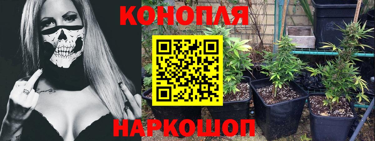 Канабис сатива  Шишки марихуана марихуана  Вход с VPN  Тара 